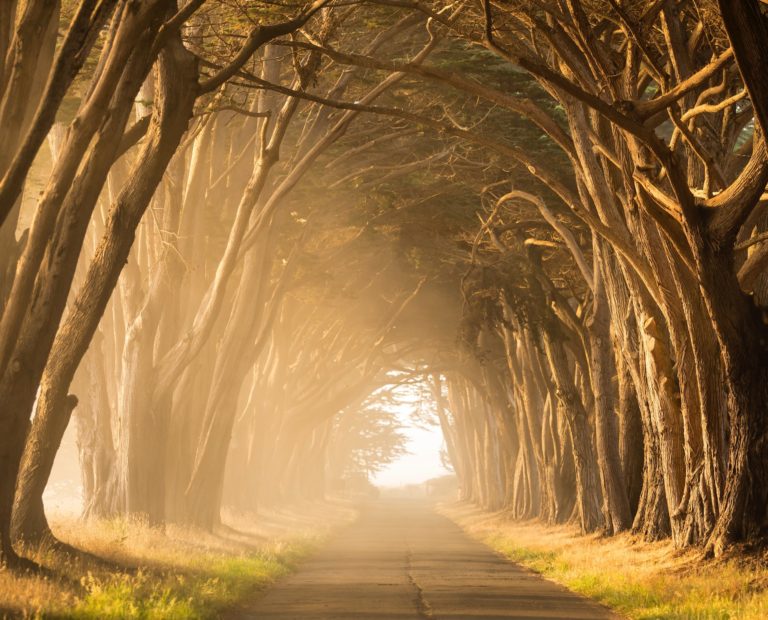 treed pathway